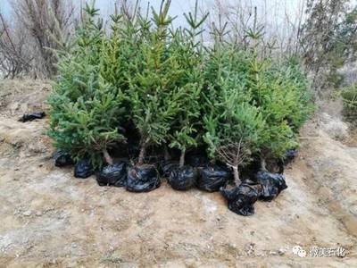 那山，那樹(shù)，那人