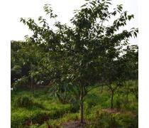 觀賞樹木熱賣促銷，為生活增添一抹綠意