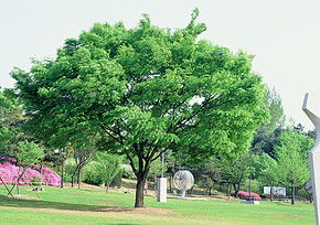 夏天的樹(shù)木，自然的畫(huà)卷