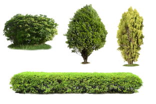 過(guò)度砍伐樹(shù)木 剖析其背后的多重驅(qū)動(dòng)因素