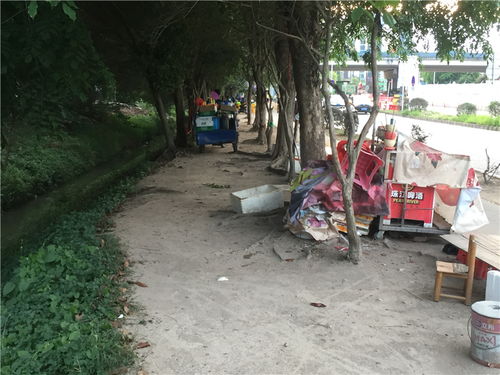 樹(shù)木園門(mén)口商販依舊 占道經(jīng)營(yíng)之外的隱憂與反思