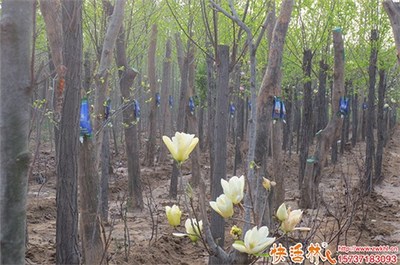 樹(shù)木苗圃生根粉選用指南 優(yōu)選種類與市場(chǎng)價(jià)格解析