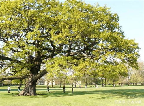人窮不砍三種樹(shù) 古訓(xùn)中的生態(tài)智慧與人文關(guān)懷