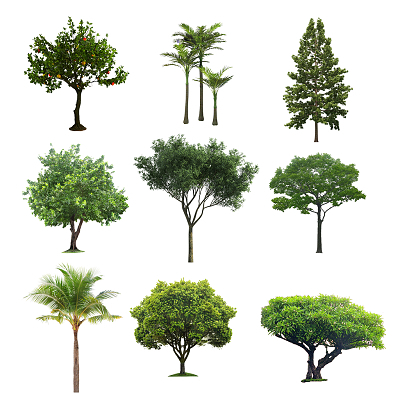 樹(shù)木 景觀園林中的綠色靈魂