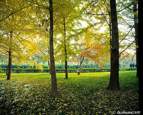 樹(shù)木 自然的守護(hù)者與生命的象征