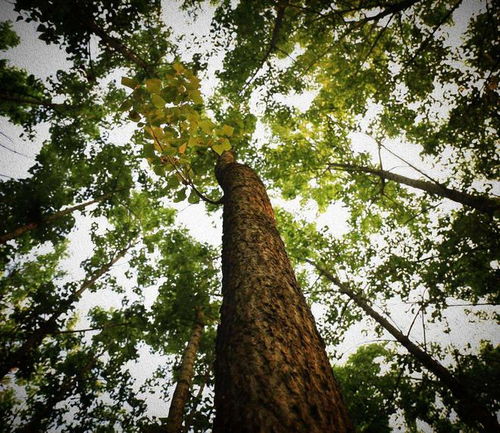 83.2米 中國(guó)最高樹(shù)木記錄再刷新，為何全球大樹(shù)都難破120米之謎